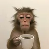 chongcuae_