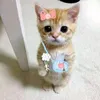 sintaa_n0