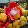 chuongviet66