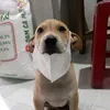 popiiipup