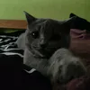 misiekyt48xd2.0
