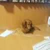 yukai389