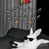 razaawais4
