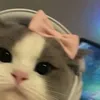 diyarmajid004