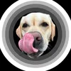 c00per_the_labrador