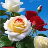 user15013491573814
