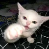 bkjisb