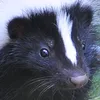 skuttleskunk