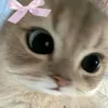 kiki66586