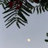 z1155444