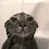leitinantt