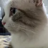 kucing4835