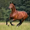 horse_trend