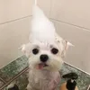 cnmeomeokeusao