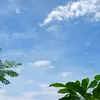 vn.thanh484