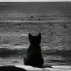 ahmedik_02