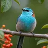 kosterjibon1043