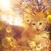 zirkosann