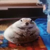fatbacklover