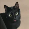 lil_meow.meow