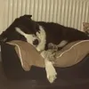..patterofpaws