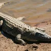 crocodile3677765