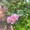 violetsummer517