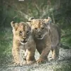 mubin_182