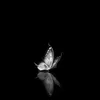 faragh.words