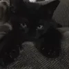 🐈‍⬛͏‍