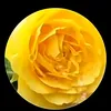 om.hseen8