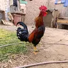 wildertapiaestela3