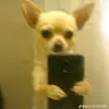 ltaycte