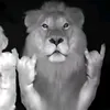 dilzz_ngawur