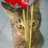 imutz.meonk.meonk