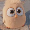 ashelo3