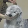 사랑