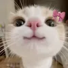 wynh_ly8