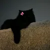 shhndjeaa