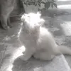 ___sl33py_brun3tt3___
