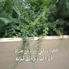 satiiiih