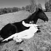 horse_girl481