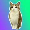 Meowlsol