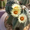 MEUS CACTOS💚🌵