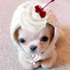 dollwunny_