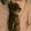 jefs_sock