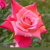 ashiqur.rahman.as13