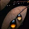 hippomane09