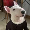 dog.cute43
