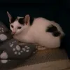 1_acat